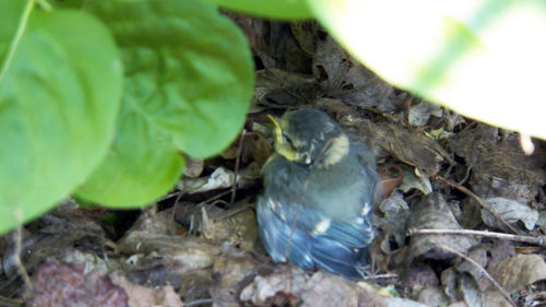 Birds perching on a plant