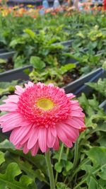 Close-up of pink flower blooming outdoors