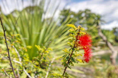 Close-up of red flowering plant