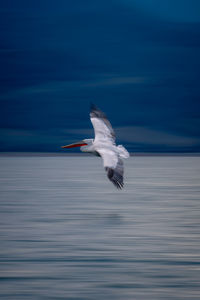 Seagull flying over sea against sky