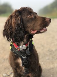 Close-up of dog looking away