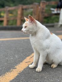 Side view of a cat looking away