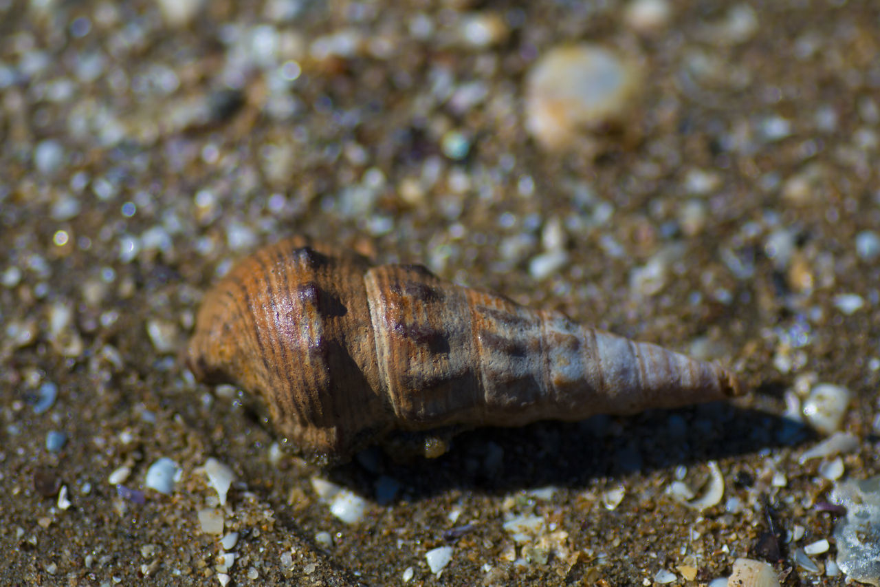 Cone shell