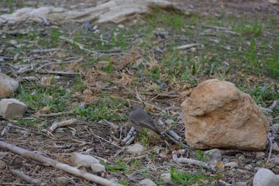 Close-up of bird on field