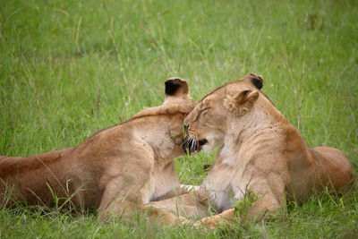 Lioness looking away