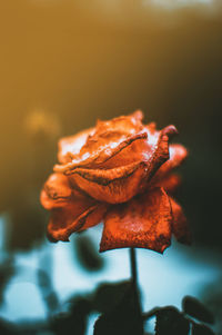 Close-up of wilted rose