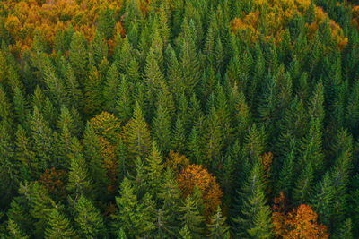 Pine trees in forest during autumn