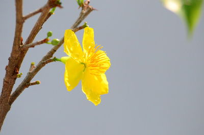Close-up of yellow flowering plant