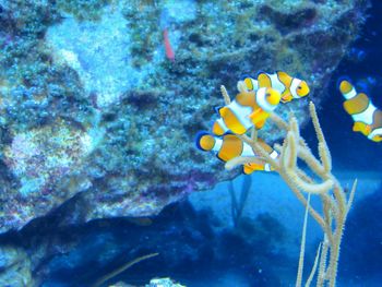 Close-up of coral underwater