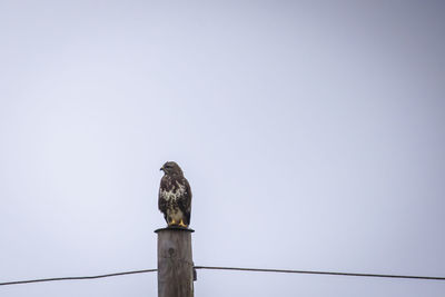 Bird perching on wooden post against clear sky