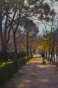 Trees in city against sky