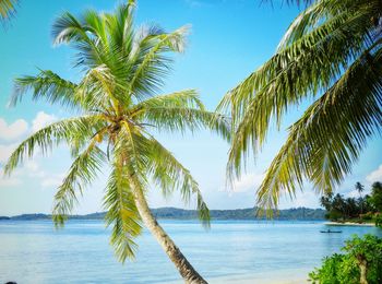 Palm trees by sea against sky