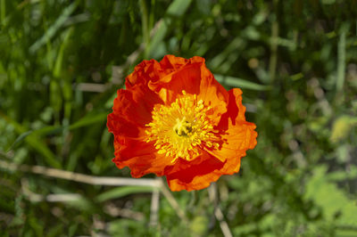 Close-up of orange flower