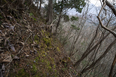 Low angle view of trees growing in forest