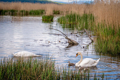 Swan swimming in lake