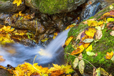 Autumn leaves on rock