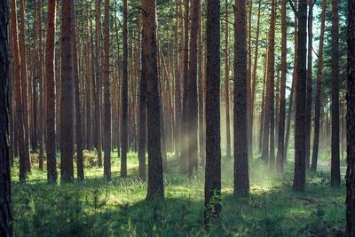 Trees in forest