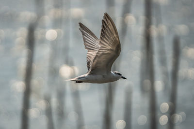 Seagull flying in the sea