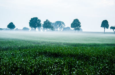 Trees on field against sky