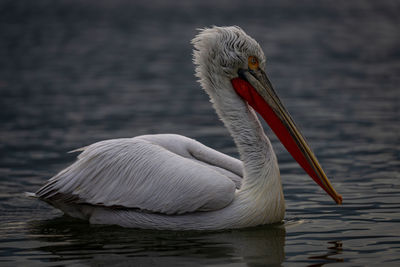 Close-up of pelican