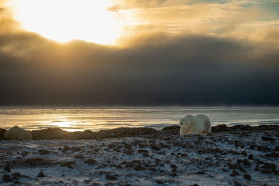 Polar bear walks along shoreline at dawn