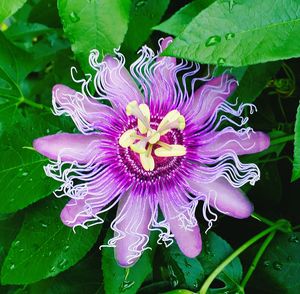 Close-up of purple flower blooming outdoors