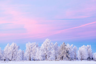 Winter landscape view with frosty trees at twilight