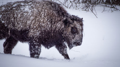 Dead tree on snow field during winter