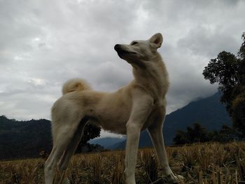 View of dog standing on mountain against sky