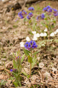 Close-up of purple crocus flowers on field