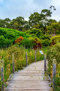 Boardwalk amidst trees against sky