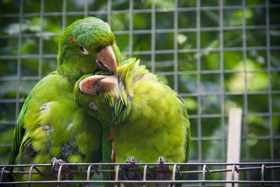 Close-up of parrot in cage