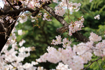 Close-up of pink cherry blossoms in spring