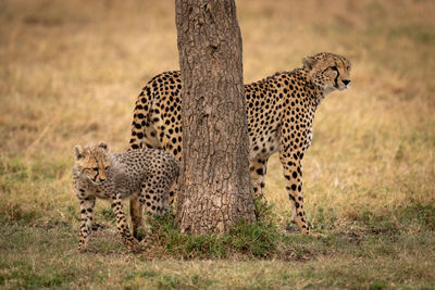 Cheetah family on grassy field 