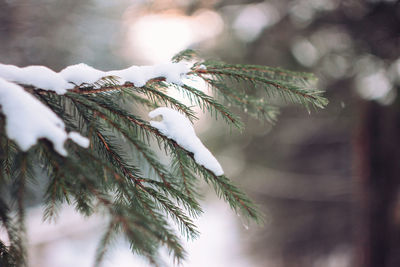 Close-up of pine tree during winter