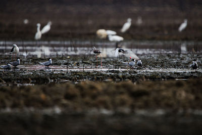 Birds in river