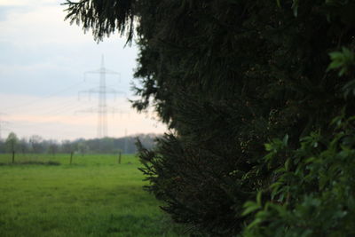 Trees on field against sky