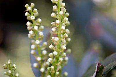 Close-up of white flower