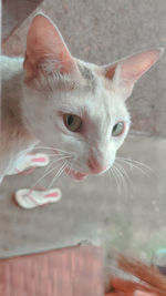 Close-up of a cat looking away