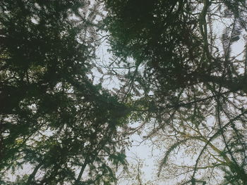 Low angle view of trees in forest