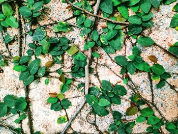 Close-up of ivy on wall