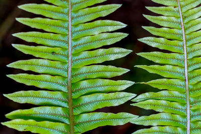 Close-up view of leaves