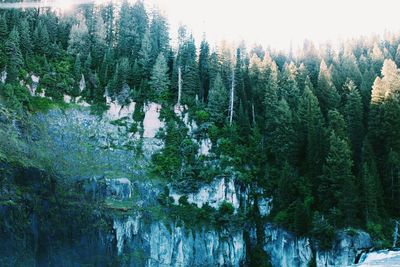 Trees in forest