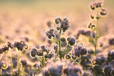 Close-up of flowering plant on field