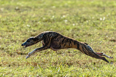 High angle view of dog on field