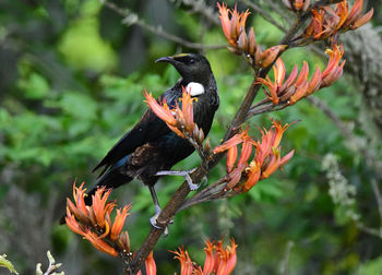 Close-up of birds perching on a plant