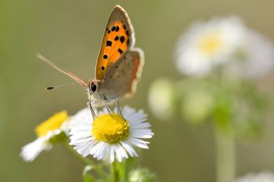 Close-up of butterfly pollinating on white daisy