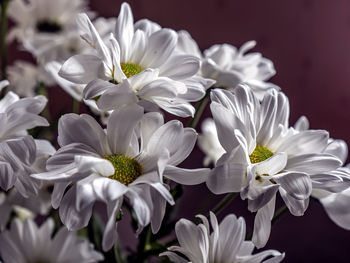 Fresh, delicate white flowers with the latin name chrysanthemum, in a bouquet, macro