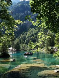 Scenic view of lake in forest