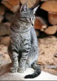 Close-up of a cat looking away